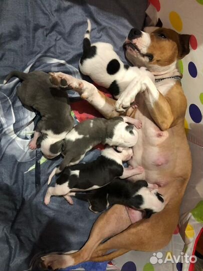 Вязка Стафф