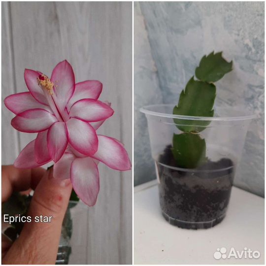 Шлюмбергера сортовые укоренённые