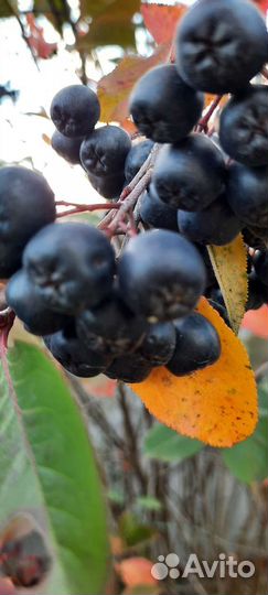 Черноплодная рябина, арония