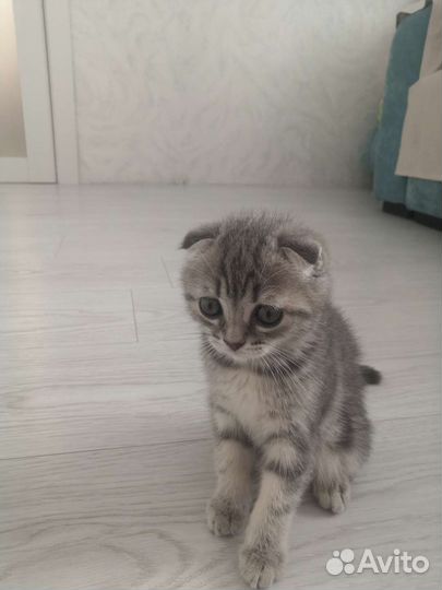 Вислоухая кошка