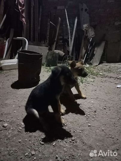 Кутята от беспородистой дворовой собаки