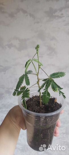 Мимоза стыдливая экзот