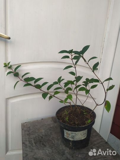 Гортензия метельчатая