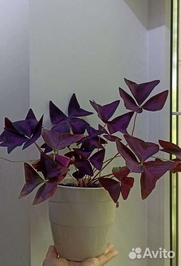 Комнатные цветы Оксалис (цветок бабочка)