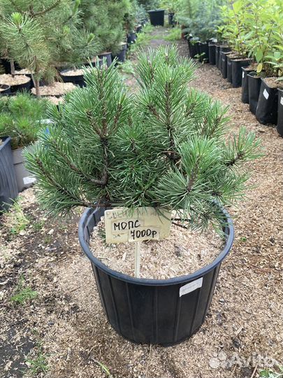 Сосна горная Мопс