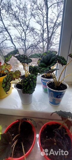 Бегония тигровая