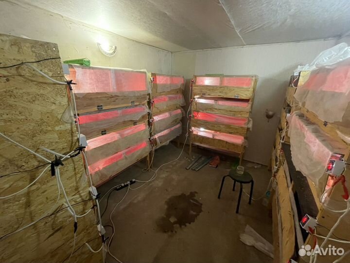 Перепелки 3-х суточные