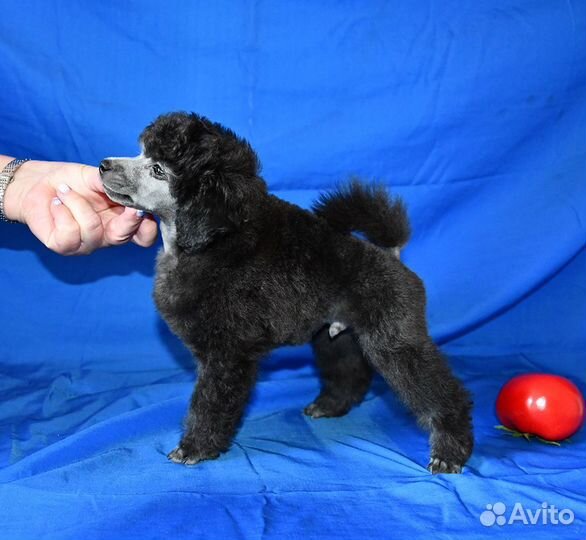 Миниатюрный пудель щенки