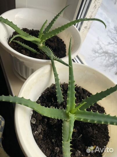 Алоэ столетник