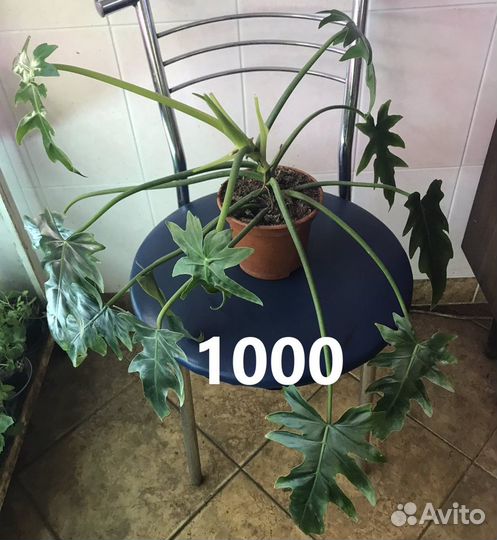 Филодендрон лучистый