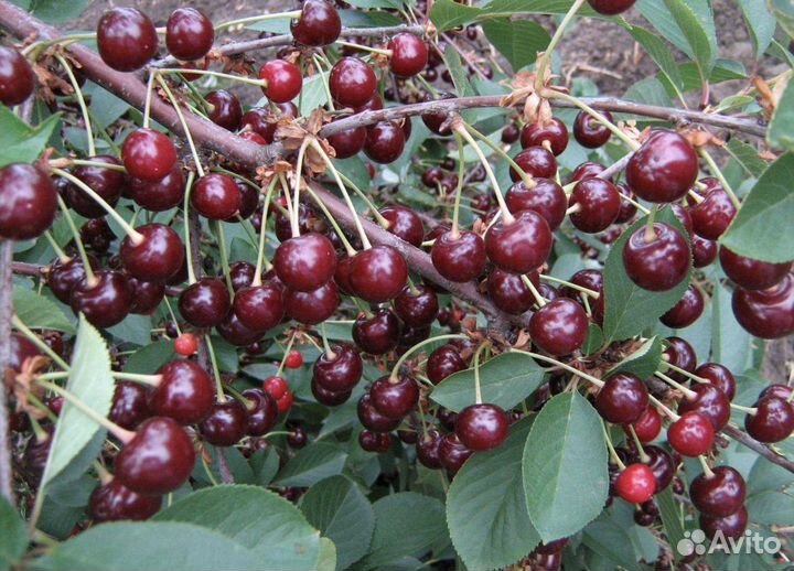 Колоновидные яблони и доугое )