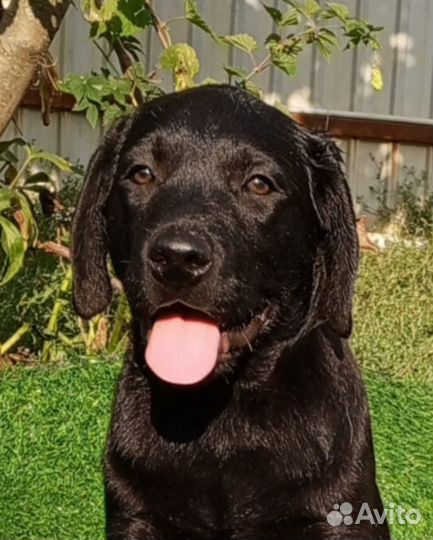 Щенки лабрадора. Все окрасы