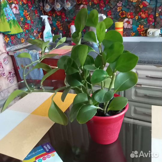 Диффенбахия