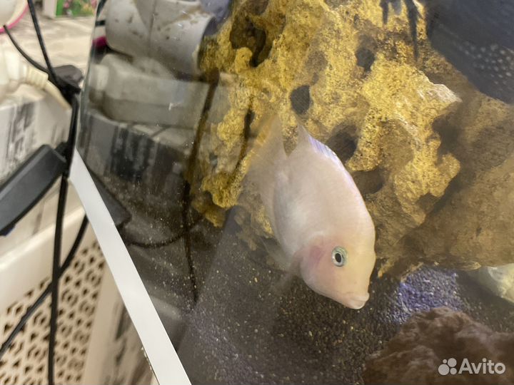 Мальки гибриды цихлид