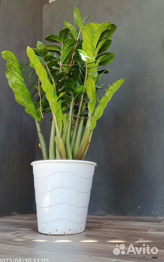 Комнатные цветы