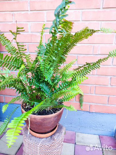 Фикус бенджамина