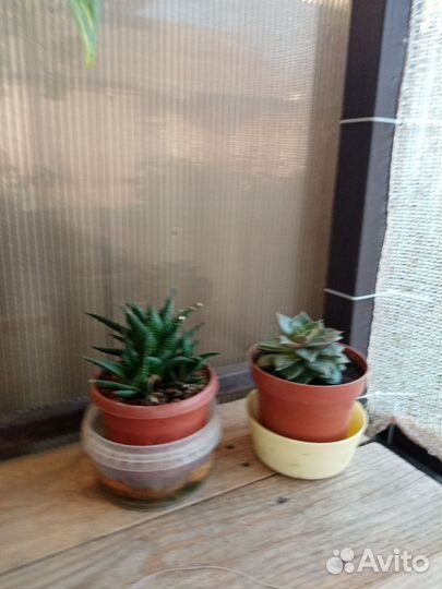 Комнатные растения цветы