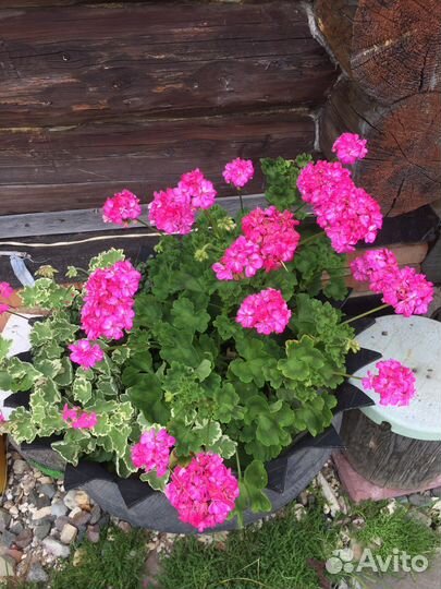 Пеларгония герань