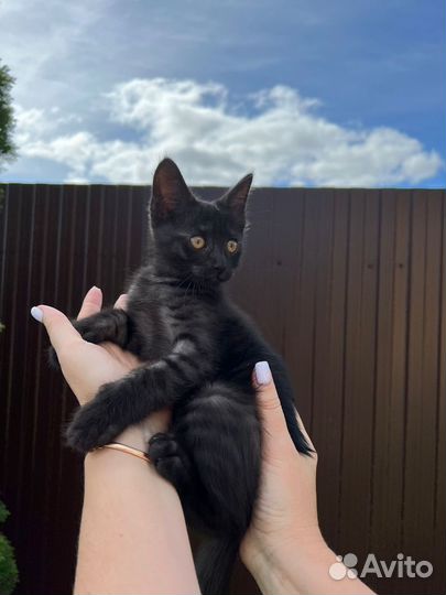 Темно-серый полосатый котенок,мальчик 2 месяца