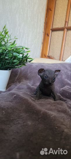 Канадский сфинкс