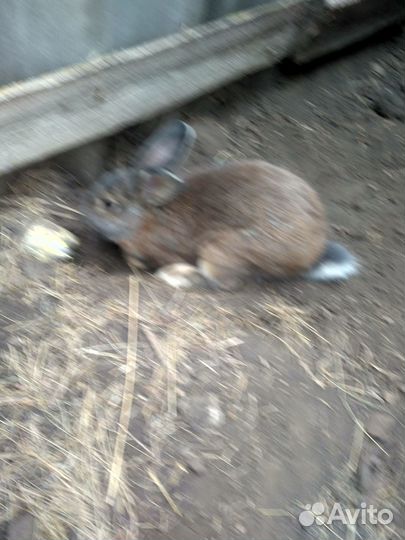 Кролики серый великан