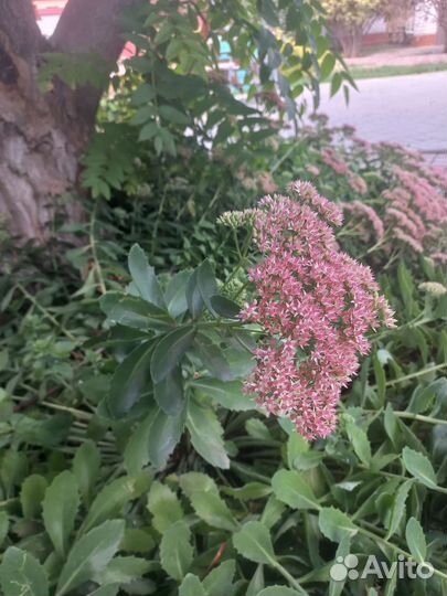 Очиток видный цветы на срезку