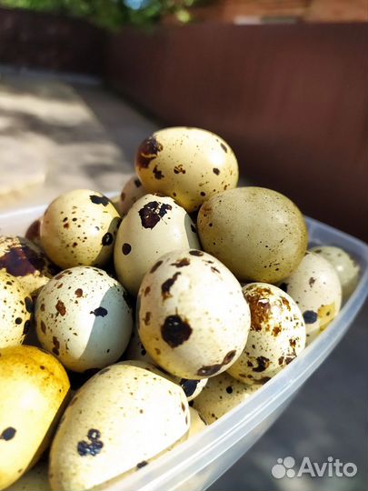 Яйца перепелиные домашние