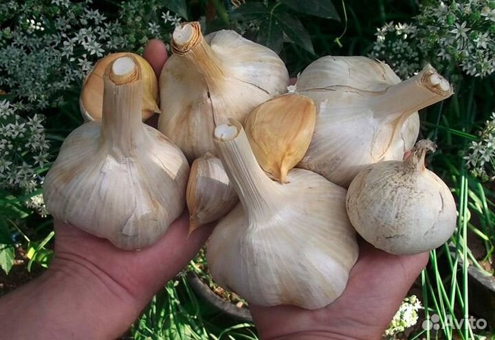 Рокамболь (причесночный лук). Слоновий чеснок