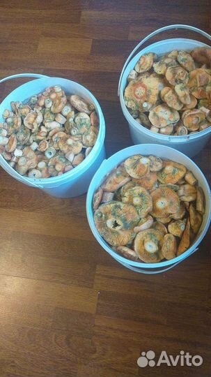 Грибы рыжики свежие