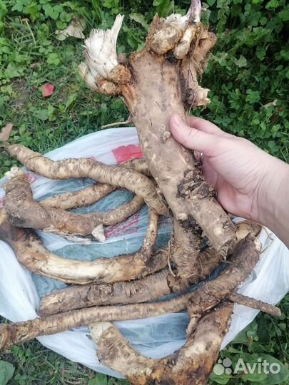 Корень хрен