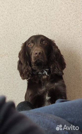 Русский спаниель ищет подружку