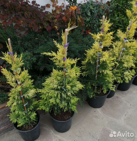 Кипарисовик Голд Райдер, Лейланд 2001, Кастлевелан