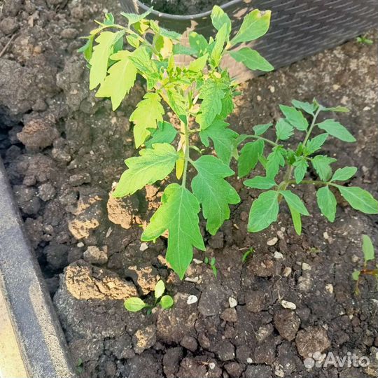 Рассада помидор, перец сладкий, баклажаны