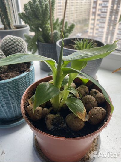 Карликовый банан