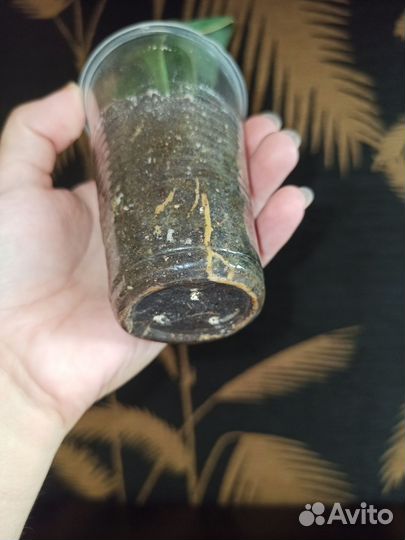 Сансевиерии