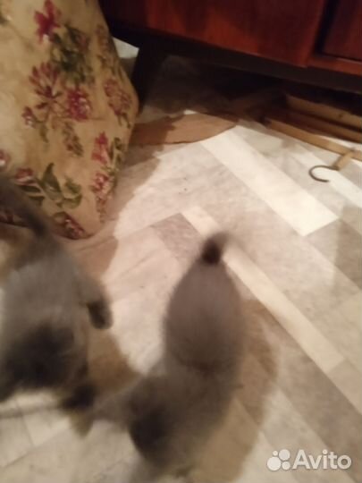 Котенок бесплатно