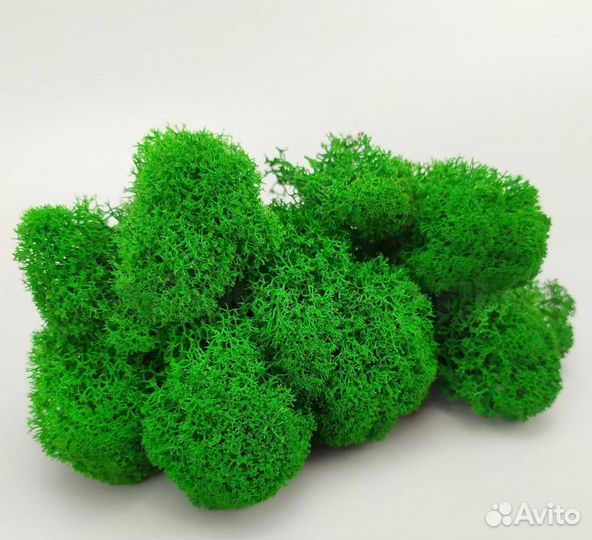 Стабилизированный мох