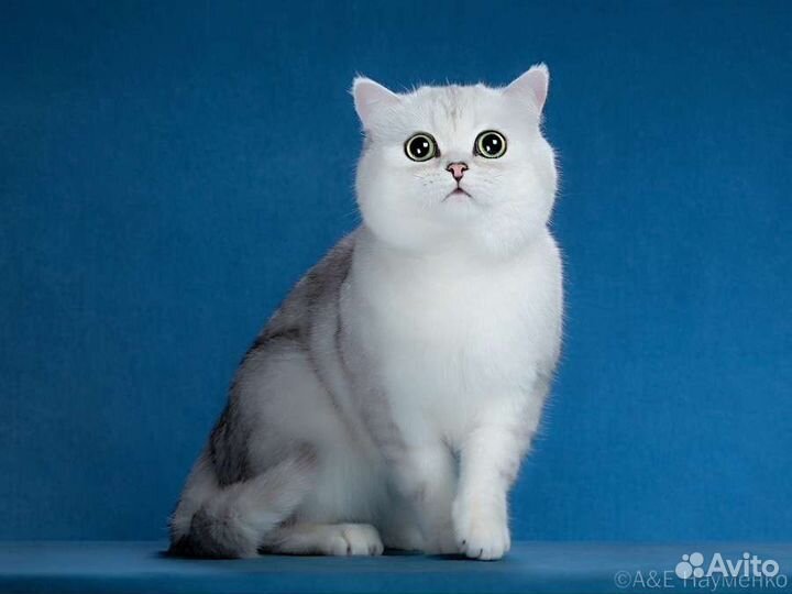 Шотландский кот вязка