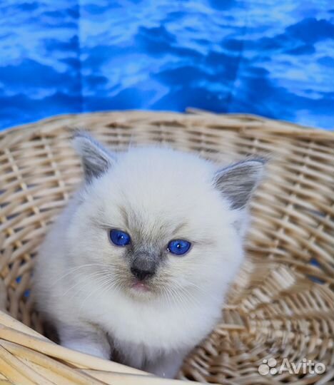 Котята рэгдолл