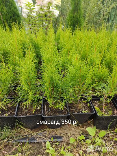 Саженцы в ассортименте