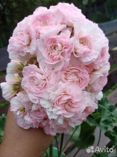 Пеларгонии сортовые