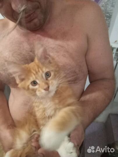 Котята мейн-кун рыжие