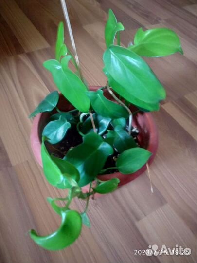 Филодендрон и калла белая корневищная