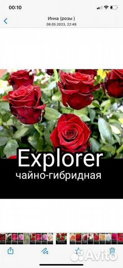 Саженцы чайно-гибридной розы