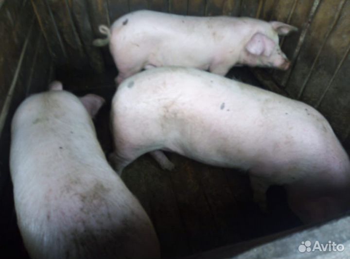 Мясо свинины 4 тушки по 50- 60кг