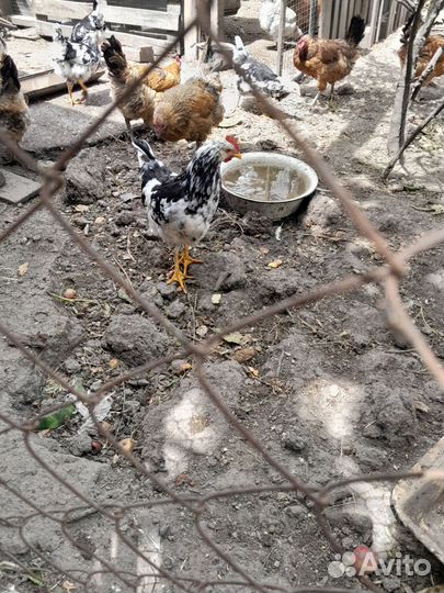 Петушки австролорп черно- пестрый(мраморный)