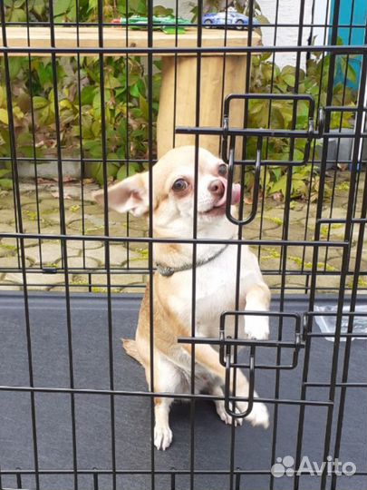 Клетка для джек рассел, йорк, шпиц,такса, мини пуд