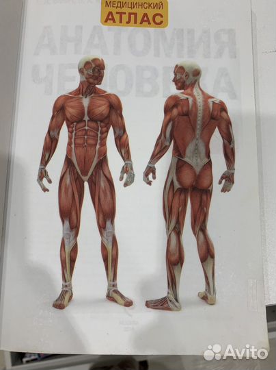 Атлас анатомии человека