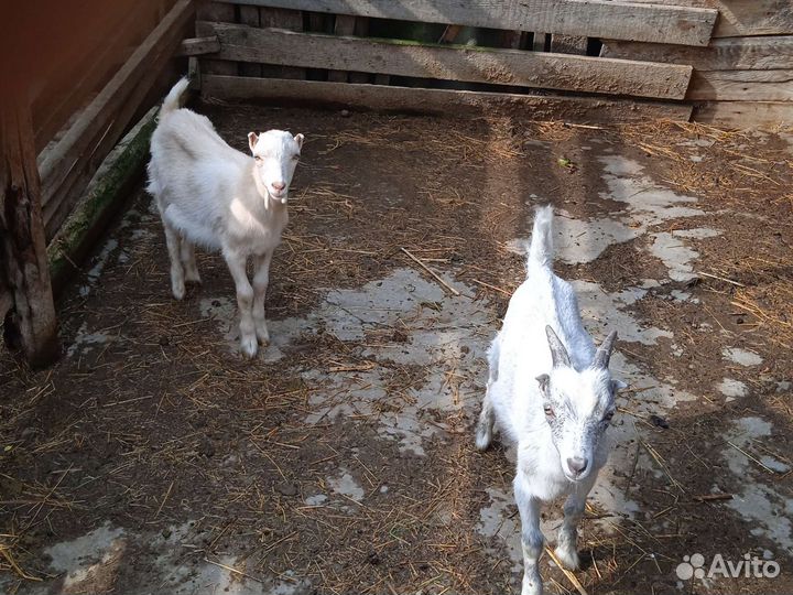 Коза дойная