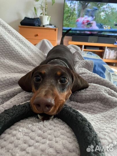 Пристраивается мальчик таксы, РКФ